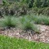 Lomandra ‘Crackerjack™’ -Planters Shop DE28 1