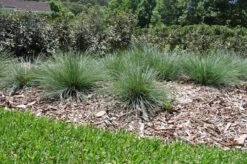 Lomandra ‘Crackerjack™’