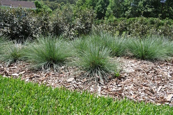 Lomandra ‘Crackerjack™’ 3 Lomandra ‘Crackerjack™’