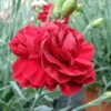 Dianthus ‘Passion’ 6″ Pot 2 Dianthus ‘Passion’ 6″ Pot -Planters Shop D Passion 035