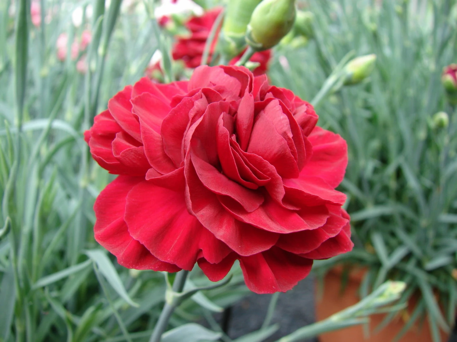 Dianthus ‘Passion’ 6″ Pot 3 Dianthus ‘Passion’ 6″ Pot