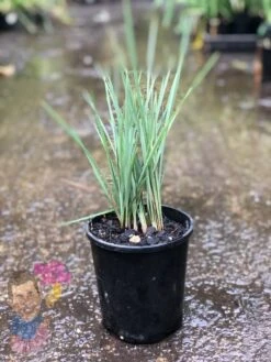 Planters Shop 15 Planters Shop -Planters Shop Dianella 22Cool Vista22 6inch
