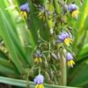 Dianella ‘Emerald Arch®’ Flax Lily 6″ Pot 2 Dianella ‘Emerald Arch®’ Flax Lily 6″ Pot -Planters Shop Dianella Emerald Arch 1