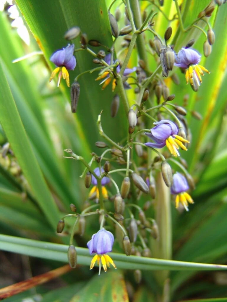 Dianella ‘Emerald Arch®’ Flax Lily 6″ Pot 3 Dianella ‘Emerald Arch®’ Flax Lily 6″ Pot
