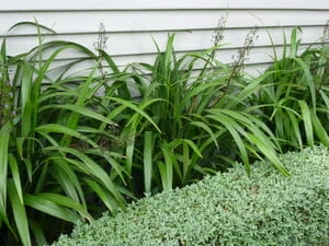 Dianella ‘Emerald Arch®’ Flax Lily 6″ Pot 4 Dianella ‘Emerald Arch®’ Flax Lily 6″ Pot - Image 2