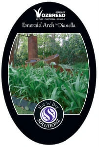 Dianella ‘Emerald Arch®’ Flax Lily 6″ Pot 5 Dianella ‘Emerald Arch®’ Flax Lily 6″ Pot - Image 3
