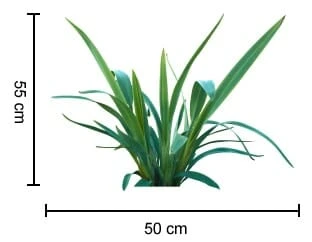 Dianella ‘Emerald Arch®’ Flax Lily 6″ Pot 6 Dianella ‘Emerald Arch®’ Flax Lily 6″ Pot - Image 4