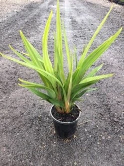 Dianella ‘Tasred®’ Flax Lily -Planters Shop Dianella Tas Red