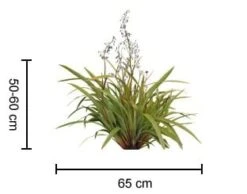 Dianella ‘Tasred®’ Flax Lily -Planters Shop Dianella Tas red 2