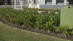 Dianella ‘Tasred®’ Flax Lily -Planters Shop Dianella Tas red 3