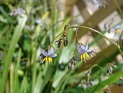 Dianella Caerulea ‘Lakeview Green’ 6″ Pot