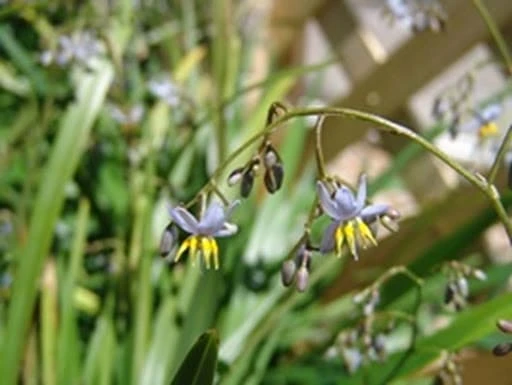 Dianella Caerulea ‘Lakeview Green’ 6″ Pot 3 Dianella Caerulea ‘Lakeview Green’ 6″ Pot