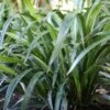 Dianella ‘Tasred®’ Flax Lily 2 Dianella ‘Tasred®’ Flax Lily -Planters Shop Dianella tas red 6