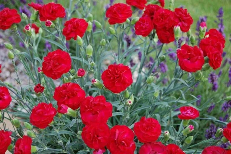 Dianthus ‘Passion’ 6″ Pot 4 Dianthus ‘Passion’ 6″ Pot - Image 2