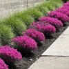 Dianthus ‘Sugar Plum Raspberry’ 6″ Pot 1 Dianthus ‘Sugar Plum Raspberry’ 6″ Pot -Planters Shop Dianthus Sugar plum Raspberry Carnation