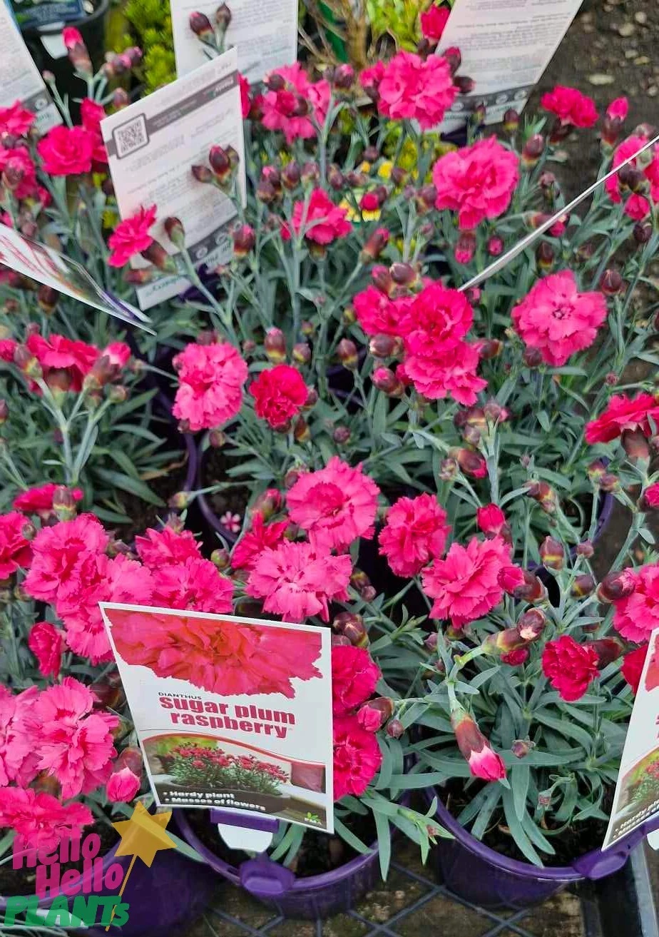 Dianthus ‘Sugar Plum Raspberry’ 6″ Pot 4 Dianthus ‘Sugar Plum Raspberry’ 6″ Pot - Image 2