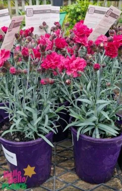 Dianthus ‘Sugar Plum Raspberry’ 6″ Pot 10 Dianthus ‘Sugar Plum Raspberry’ 6″ Pot -Planters Shop Dianthus ‘Sugar Plum Raspberry 6″ Pot 2