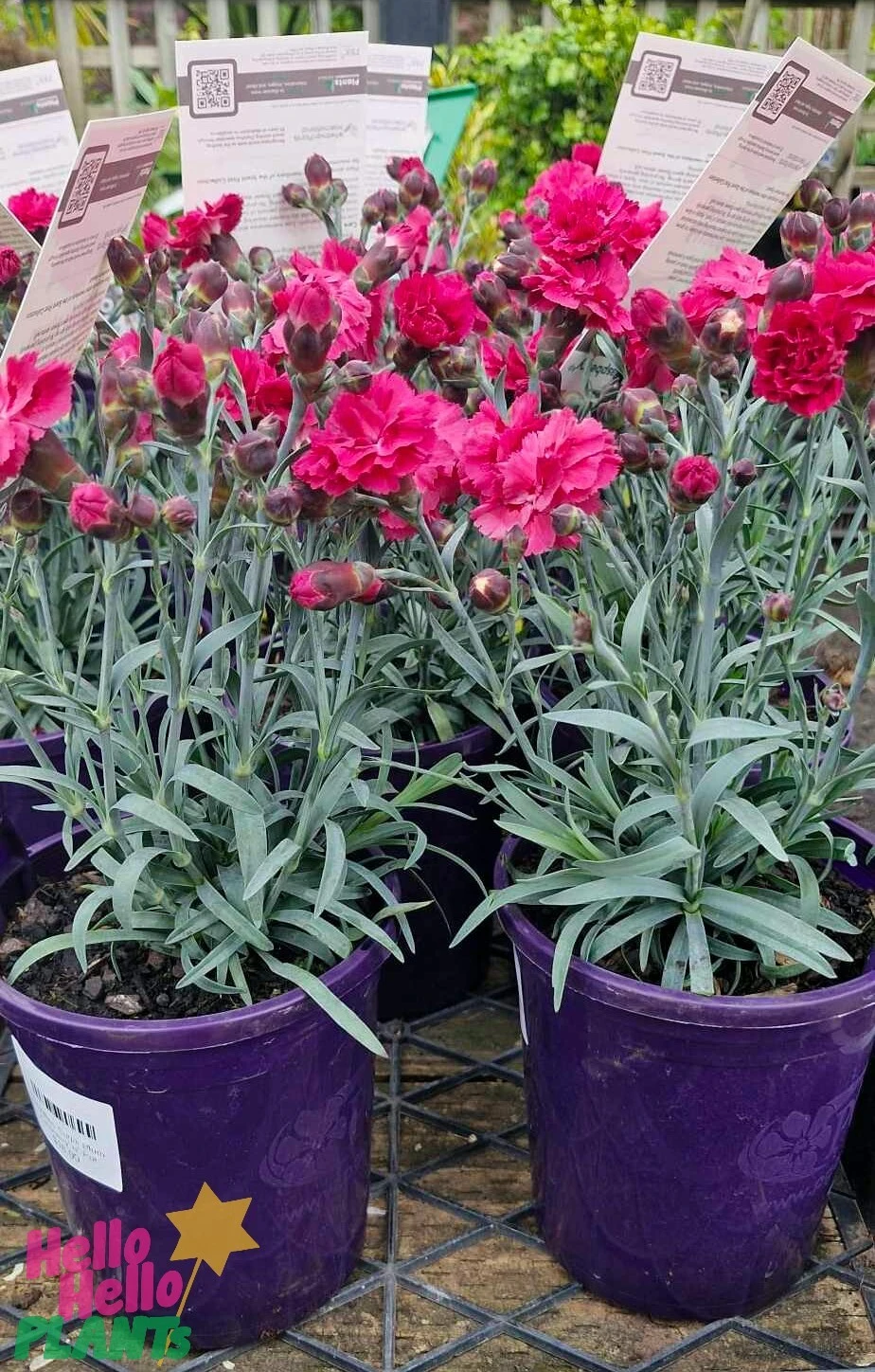 Dianthus ‘Sugar Plum Raspberry’ 6″ Pot 6 Dianthus ‘Sugar Plum Raspberry’ 6″ Pot - Image 4
