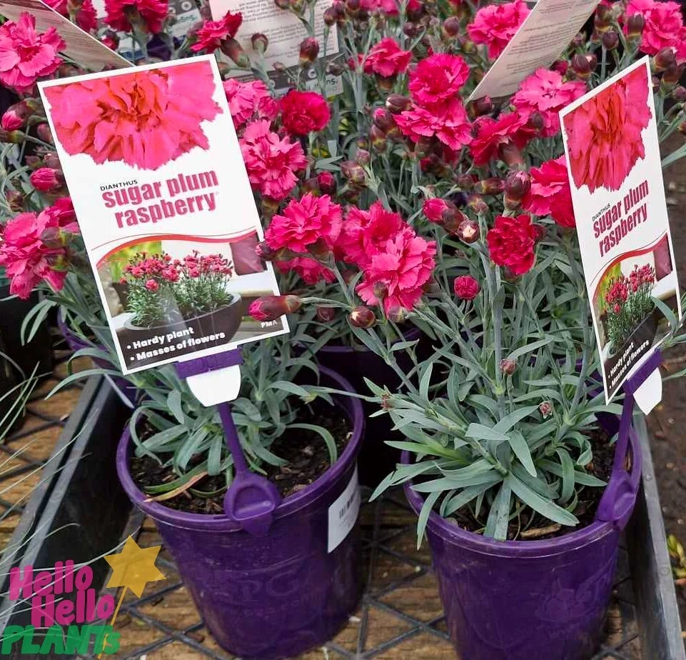 Dianthus ‘Sugar Plum Raspberry’ 6″ Pot 7 Dianthus ‘Sugar Plum Raspberry’ 6″ Pot - Image 5
