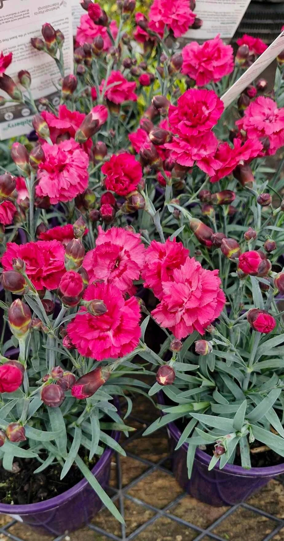 Dianthus ‘Sugar Plum Raspberry’ 6″ Pot 5 Dianthus ‘Sugar Plum Raspberry’ 6″ Pot - Image 3
