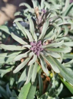 Erysimum ‘Bowles Me Away’ Wallflower 6″ Pot 9 Erysimum ‘Bowles Me Away’ Wallflower 6″ Pot -Planters Shop Erysimum linifolium Cheiranthus ‘Bowles Me Away Wallflower foliage