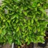 Citrus ‘Tahitian’ Lime Tree (Espaliered) 16″ Pot -Planters Shop Espalier fruit citrus Espaliered