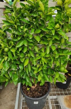 Citrus ‘Tahitian’ Lime Tree (Espaliered) 16″ Pot