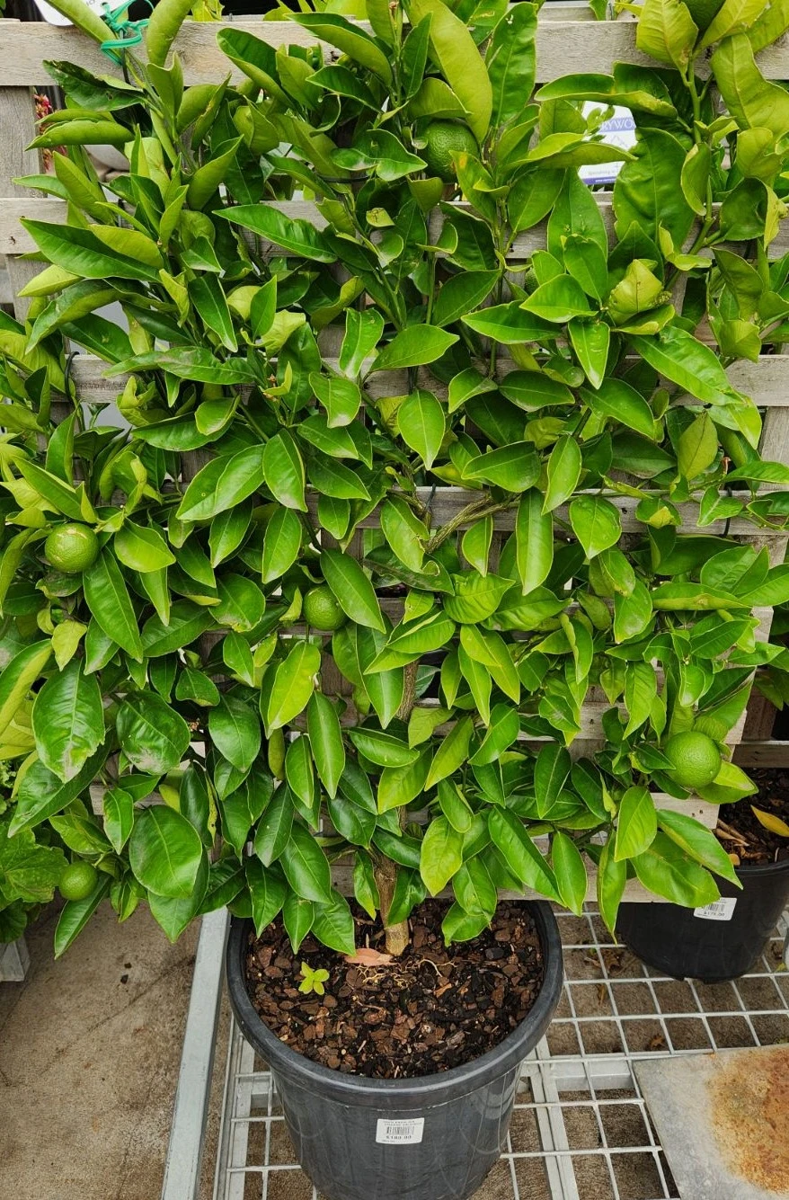 Citrus ‘Tahitian’ Lime Tree (Espaliered) 16″ Pot 3 Citrus ‘Tahitian’ Lime Tree (Espaliered) 16″ Pot