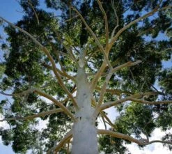 Eucalyptus ‘Rose Gum’