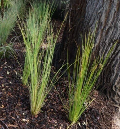 Ficinia ‘Knotted Club Rush’ -Planters Shop Ficinia Nodosa