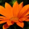 Gazania ‘Orange’ 6″ Pot 2 Gazania ‘Orange’ 6″ Pot -Planters Shop GAZANIA RIGENS ORANGE72
