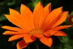 Gazania ‘Orange’ 6″ Pot