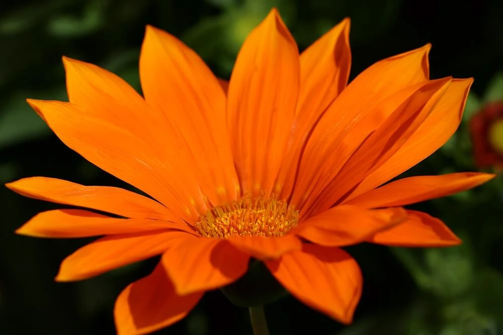 Gazania ‘Orange’ 6″ Pot 3 Gazania ‘Orange’ 6″ Pot