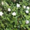 Gardenia ‘Florida’ 10″ Pot (Espaliered) 2 Gardenia ‘Florida’ 10″ Pot (Espaliered) -Planters Shop Gardenia Florida