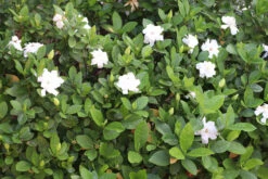 Gardenia ‘Florida’ 10″ Pot (Espaliered)