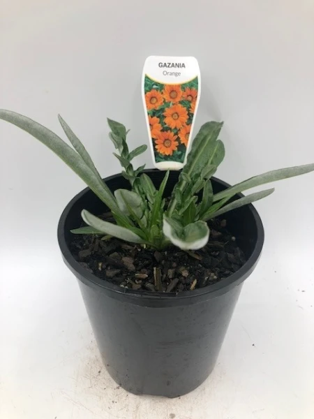 Gazania ‘Orange’ 6″ Pot 4 Gazania ‘Orange’ 6″ Pot - Image 2