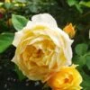 Rose ‘Gold Bunny’ 4ft Standard (Eco Grade) -Planters Shop Gold Bunny Roses blooms of different sizes yellow rosa floribunda scaled 1