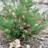 Grevillea ‘Pink Pixie’ 6″ Pot -Planters Shop Grevillea Pink Pixie
