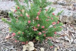Grevillea ‘Pink Pixie’ 6″ Pot