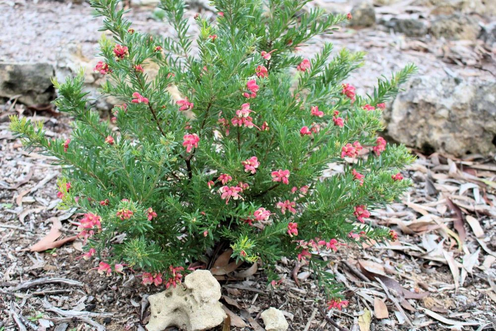 Grevillea ‘Pink Pixie’ 6″ Pot 3 Grevillea ‘Pink Pixie’ 6″ Pot
