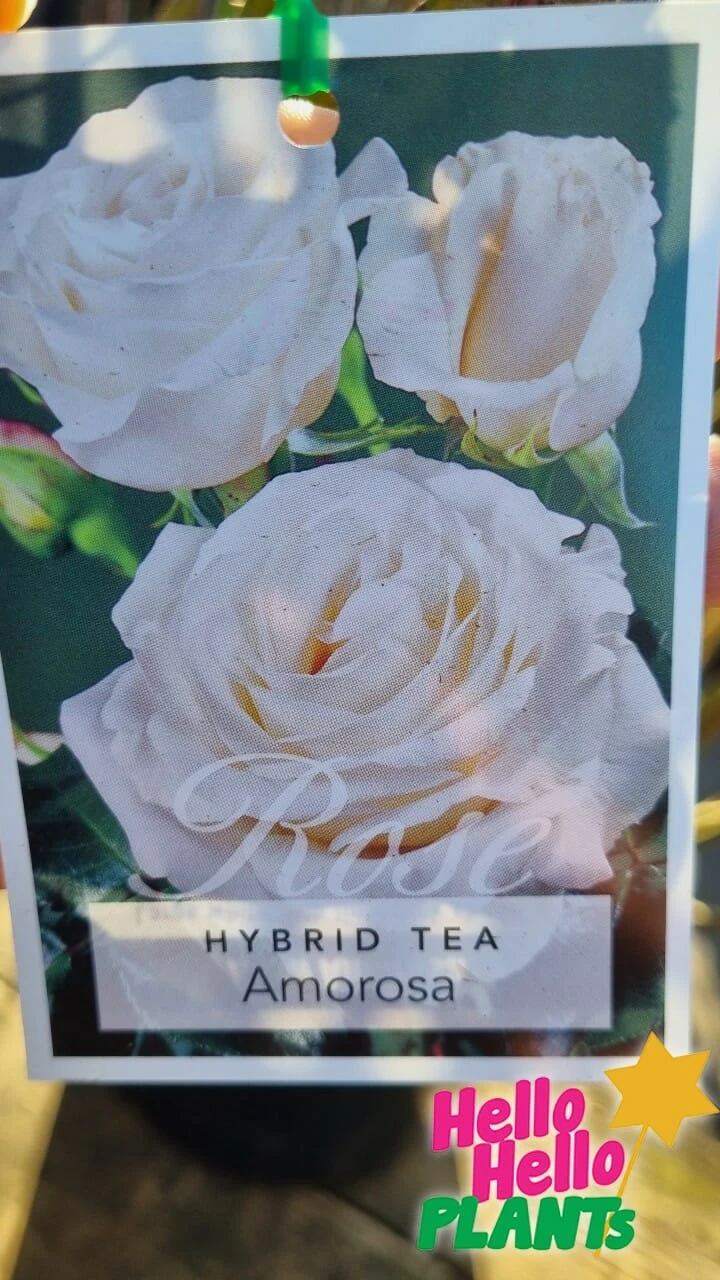 Rose ‘Amorosa’ 2ft Standard (Bare Rooted) 4 Rose ‘Amorosa’ 2ft Standard (Bare Rooted) - Image 2