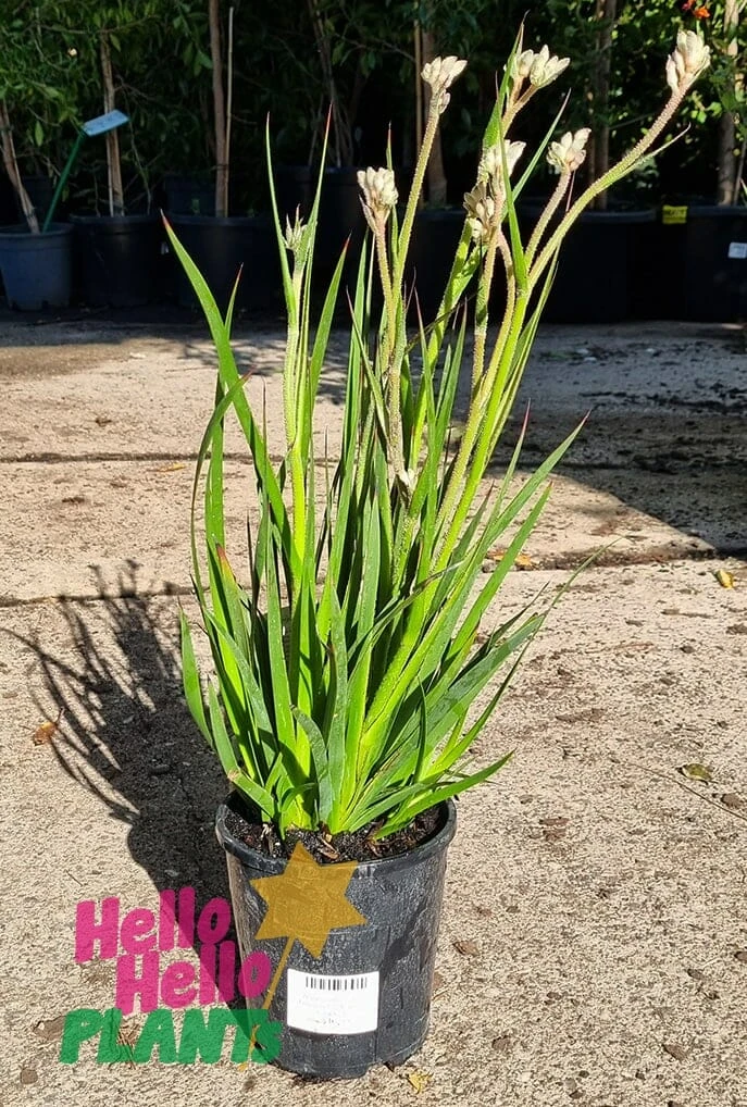 Anigozanthos ‘Bush Diamond™’ Kangaroo Paw 6″ Pot 4 Anigozanthos ‘Bush Diamond™’ Kangaroo Paw 6″ Pot - Image 2