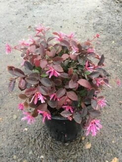 Loropetalum ‘Bobz Pink’ -Planters Shop Hello Hello Plants Bobz Pink Loropetalum Melbourne Victoria Australia 7inch pot