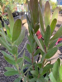 Leucadendron ‘Fantasy™ Sunset’ 6″ Pot