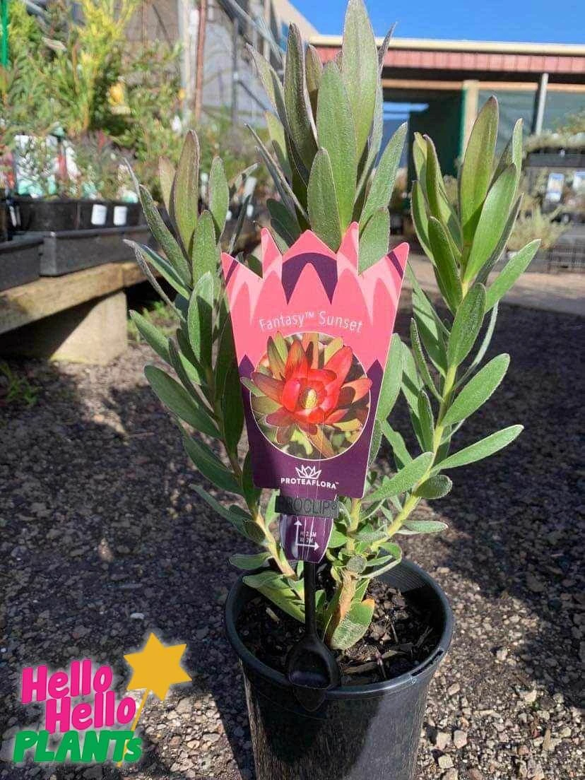 Leucadendron ‘Fantasy™ Sunset’ 6″ Pot 5 Leucadendron ‘Fantasy™ Sunset’ 6″ Pot - Image 3