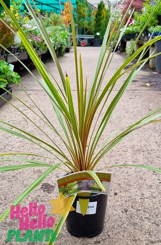 Cordyline Australis ‘Fantasy’ 6″ Pot 4 Cordyline Australis ‘Fantasy’ 6″ Pot - Image 2