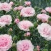Dianthus ‘Candy Floss’ 6″ Pot 2 Dianthus ‘Candy Floss’ 6″ Pot -Planters Shop Hello Hello Plants Dianthus Candy Floss Carnation 1