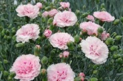 Dianthus ‘Candy Floss’ 6″ Pot