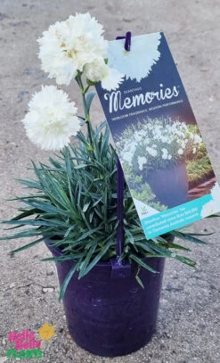 Dianthus ‘Memories’ 6″ Pot -Planters Shop Hello Hello Plants Dianthus ‘Memories 6″ Pot