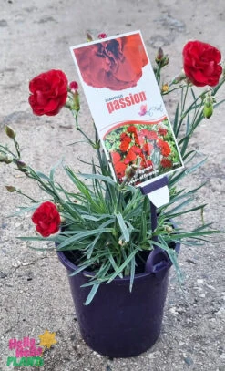 Dianthus ‘Passion’ 6″ Pot 7 Dianthus ‘Passion’ 6″ Pot -Planters Shop Hello Hello Plants Dianthus ‘Passion 6″ Pot